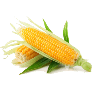 Organic Sweet Corn